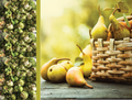 Pear Gourmet Popcorn